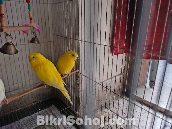 Budgerigar lutino pair